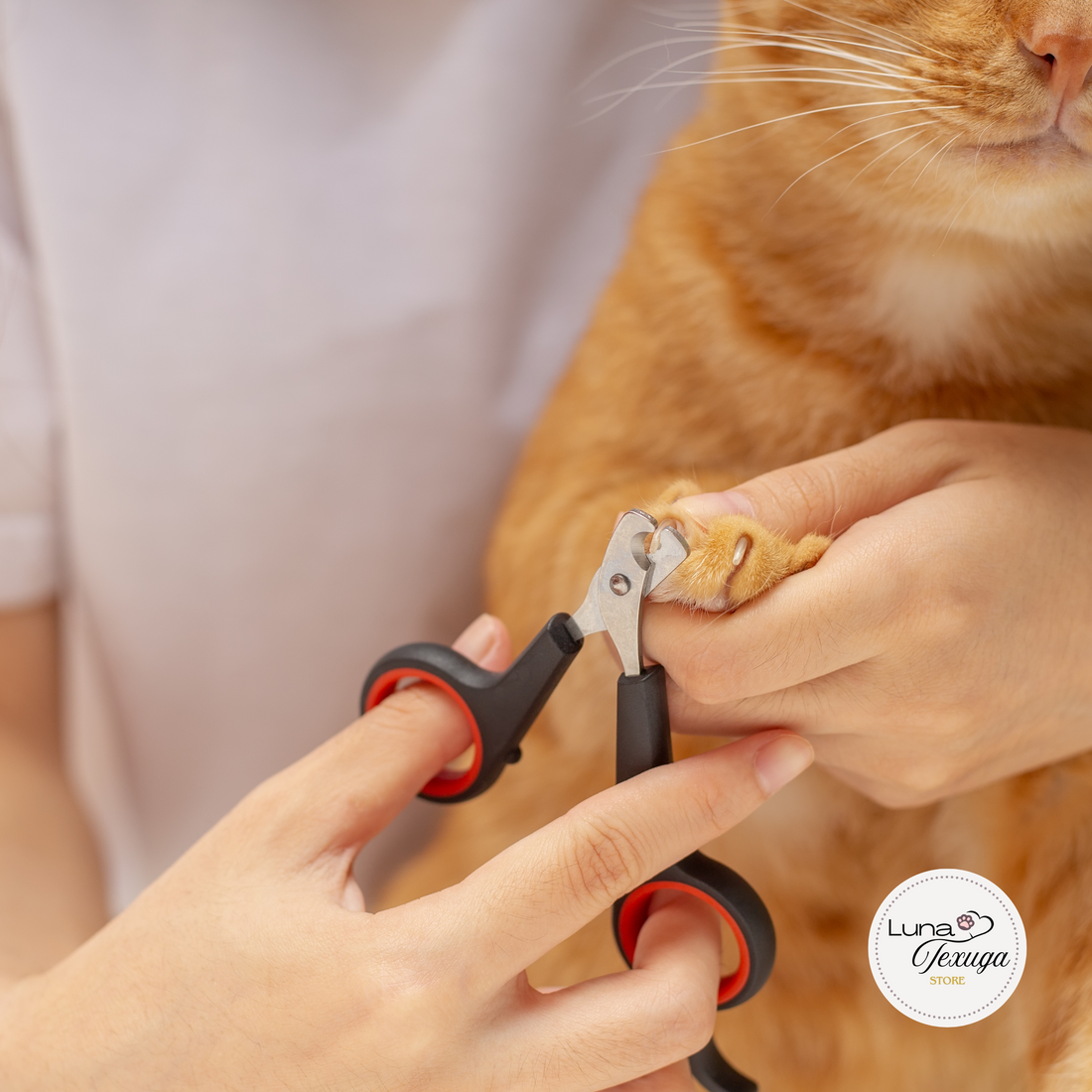 Veterinarian holding the paw of a brown dog